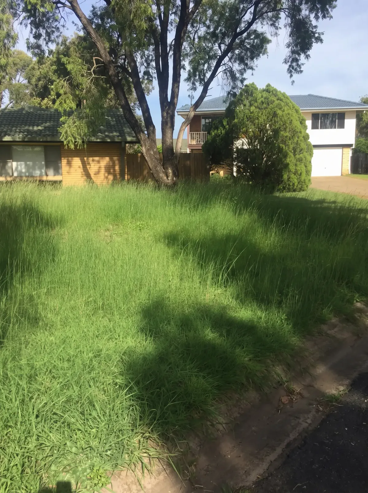 Before: an overgrown front lawn with long grass under a large tree